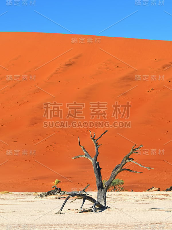 Deadvlei, Sossusvlei。纳米比亚