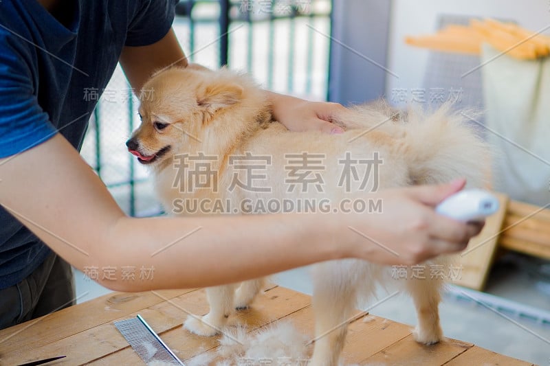 有人用剪毛器为博美犬或小狗梳理或剪毛