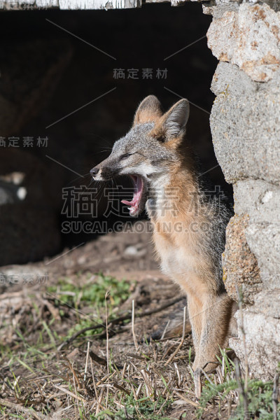 昏昏欲睡的打呵欠的小灰狐，张开嘴露出牙齿和舌头