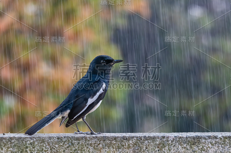 鹊鸲遇上一场倾盆大雨