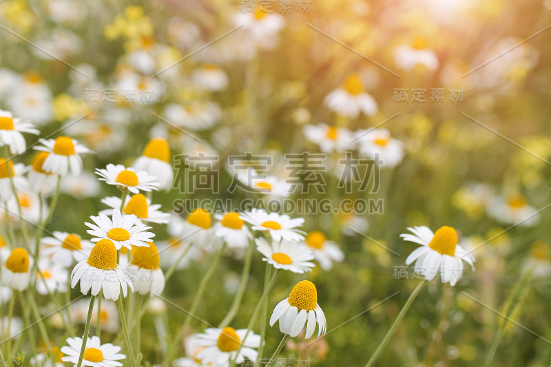 药用洋甘菊生长在田野里。