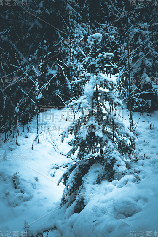 冬季斯堪的纳维亚森林降雪后的一个晴朗的日子