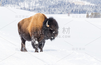 黄石公园里的野牛冬天被大雪覆盖