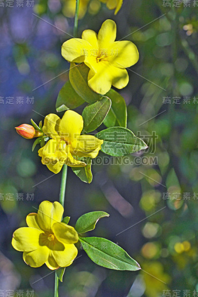 迎春花
