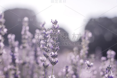 薰衣草花