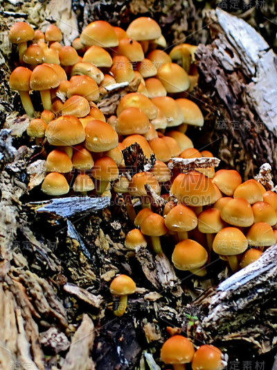 蘑菇