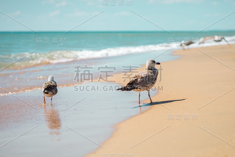 沙滩上的海鸥