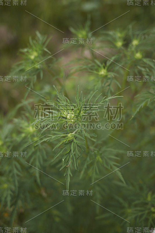 安布罗西亚·阿蒂米西佛利亚