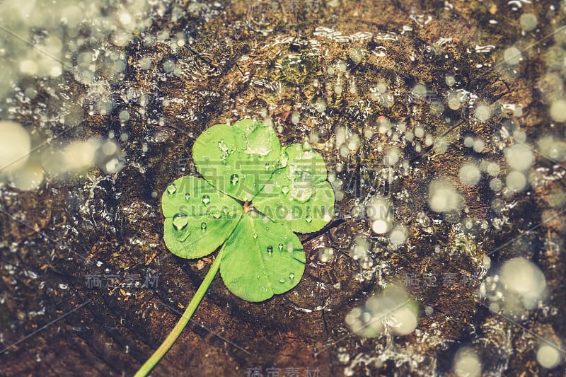 水泼在幸运四叶草，好运三叶草，或幸运符。