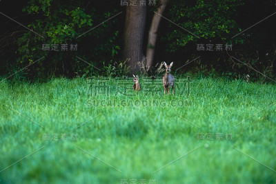 母狍和幼崽在灌木丛附近的田野里。