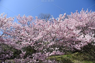樱花盛开