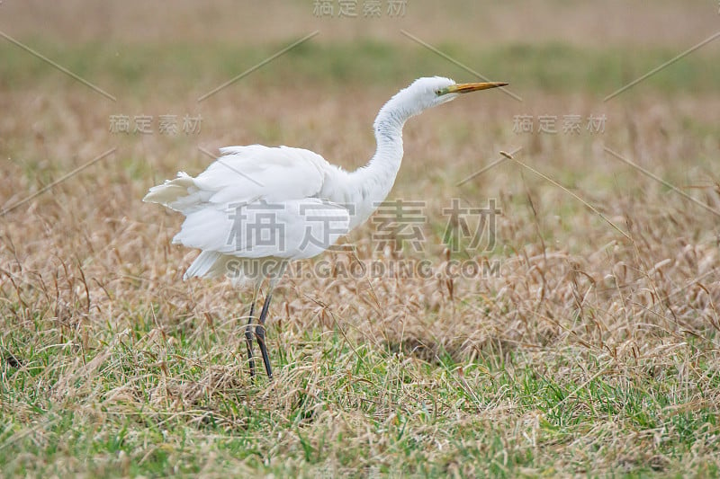 Silberreiher “耗资帮“。Ardea阿尔芭