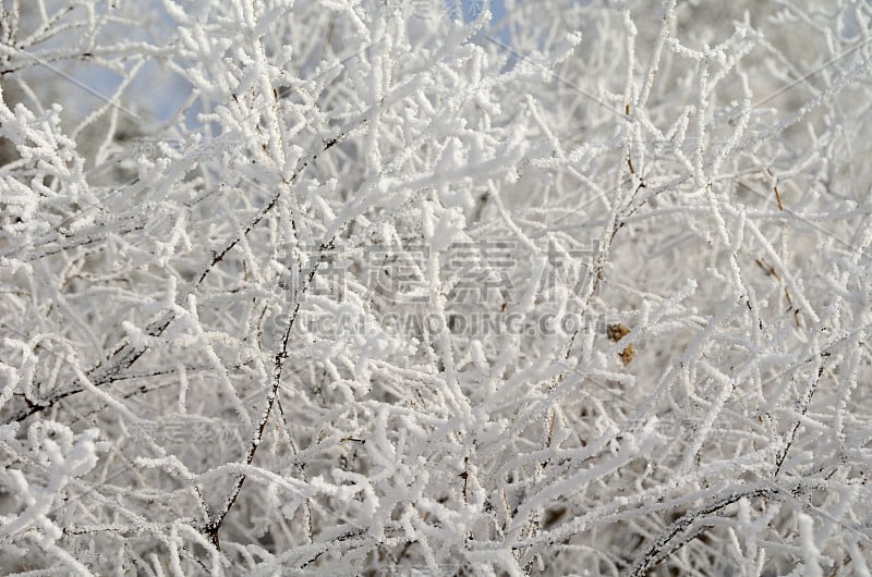 俄罗斯鄂木斯克地区，植物被雪覆盖