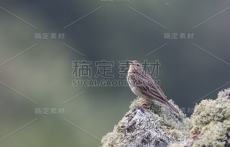 树 Pipit (Anthus trivialis)