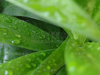露兜/露兜的大梢