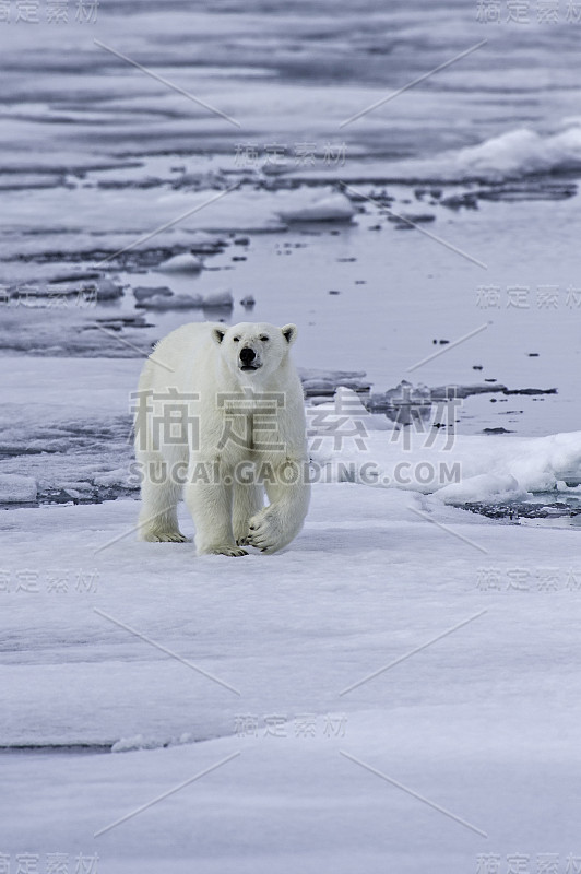 北极熊(Ursus maritimus)是一种原产于北极圈及其周围海域的北极熊。