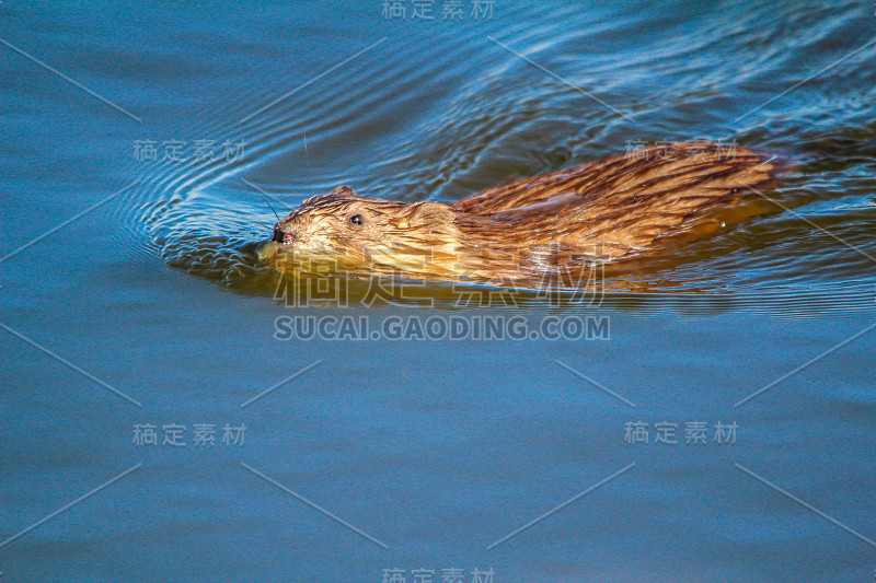 麝鼠在湖中游泳，弗兰克湖，加拿大阿尔伯塔省