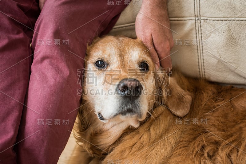 主人抚摸金毛猎犬