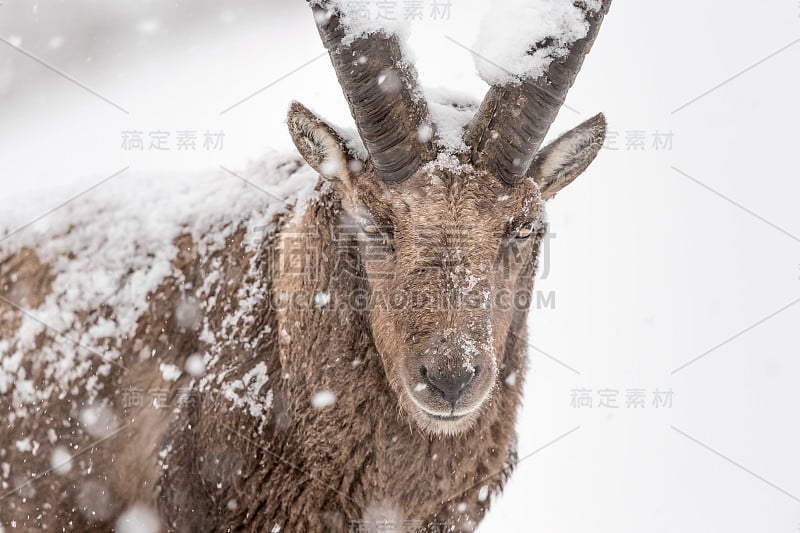 暴风雪中的高山野山羊(卡普拉野山羊)