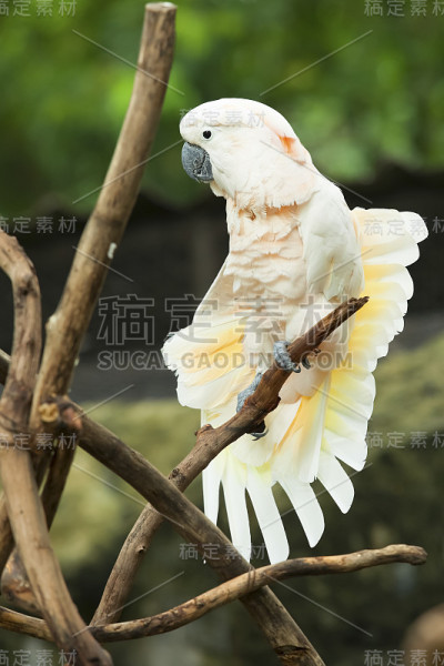 凤头鹦鹉
