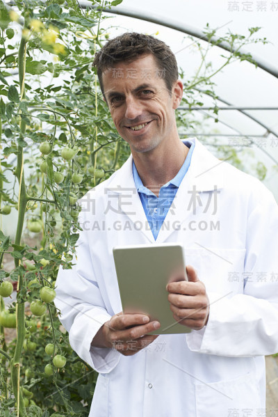 温室研究番茄作物的男性科学家