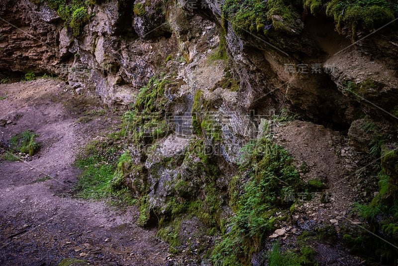 沙岩峭壁中有青苔和小绿树。沿着森林中的砂岩悬崖的旅游小径。