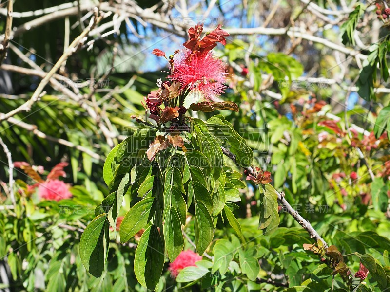 Baja仙女抹布粉红色的花