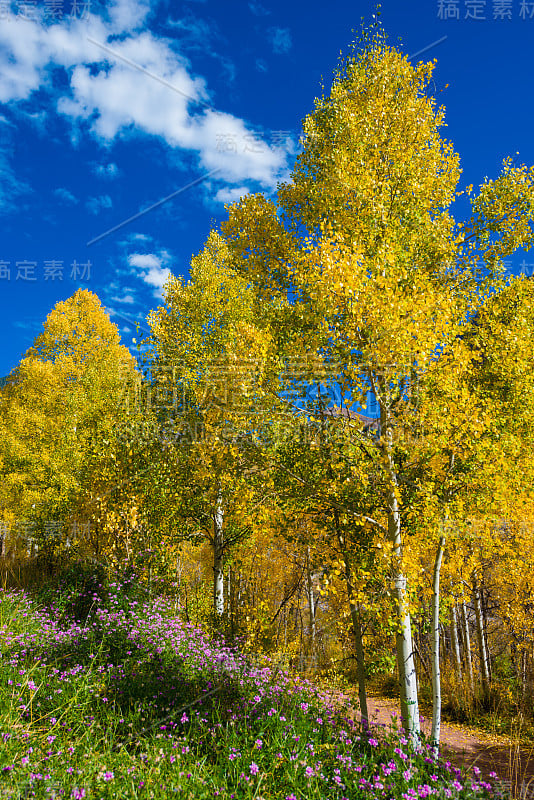 秋天的颜色和紫色野花附近的潘多拉巷Telluride