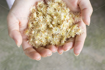 子弹木花