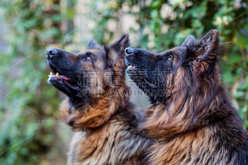 长毛德国牧羊犬坐在院子里