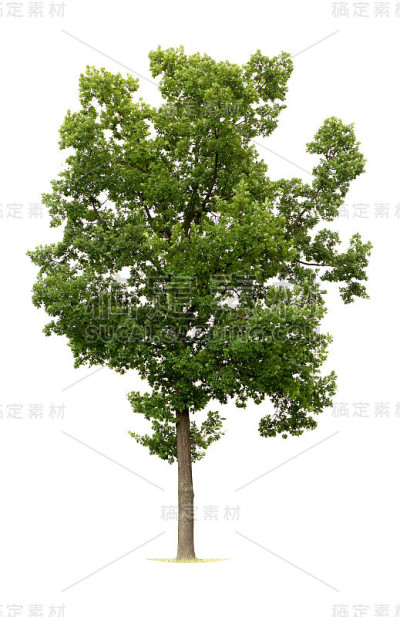 孤立的橡树