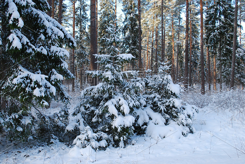 冷杉树在雪中。