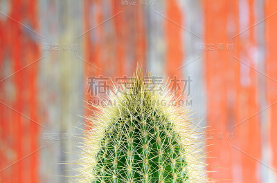 多刺的仙人掌特写背景或壁纸