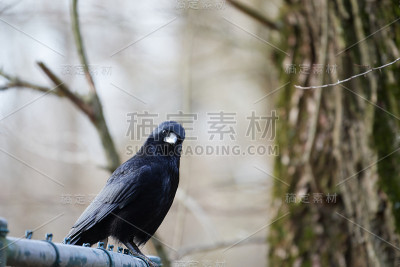 一只腐尸乌鸦(Corvus corone)盯着摄像机