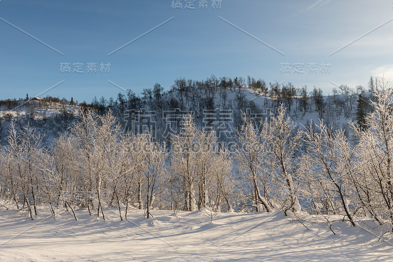 在挪威塞兹达尔山区，冬天的白桦林景观有雪和阳光