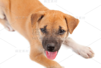 小狗狗