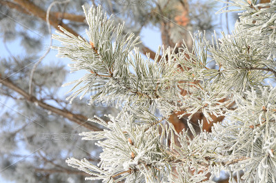 俄罗斯鄂木斯克地区，植物被雪覆盖