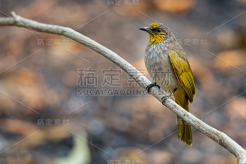 长着条纹喉咙的白头鹎栖息在藤本植物上，向远处望去