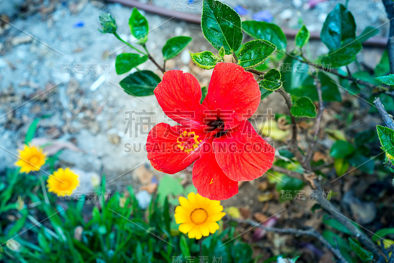 鲜艳的粉红色大花紫色木槿在绿叶自然背景。Karkade热带花园。