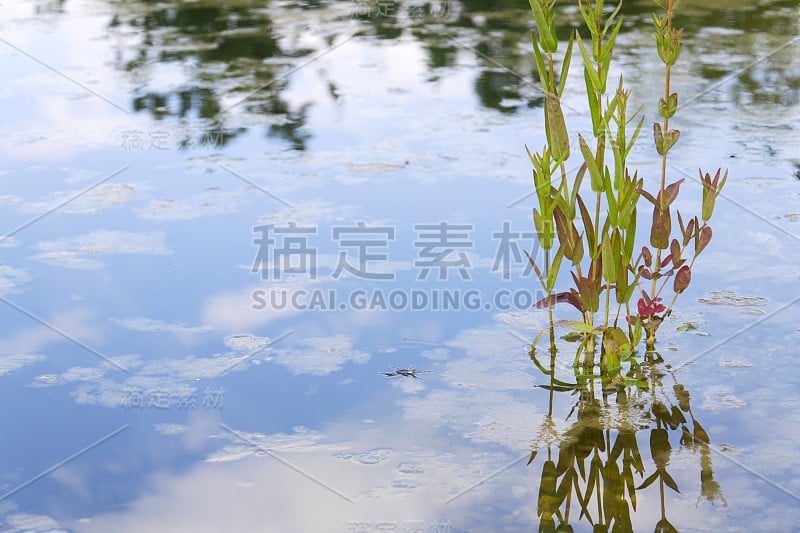 天然游泳池中用于净化水质的植物