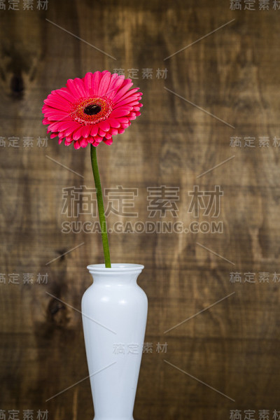 花瓶里的粉色非洲菊