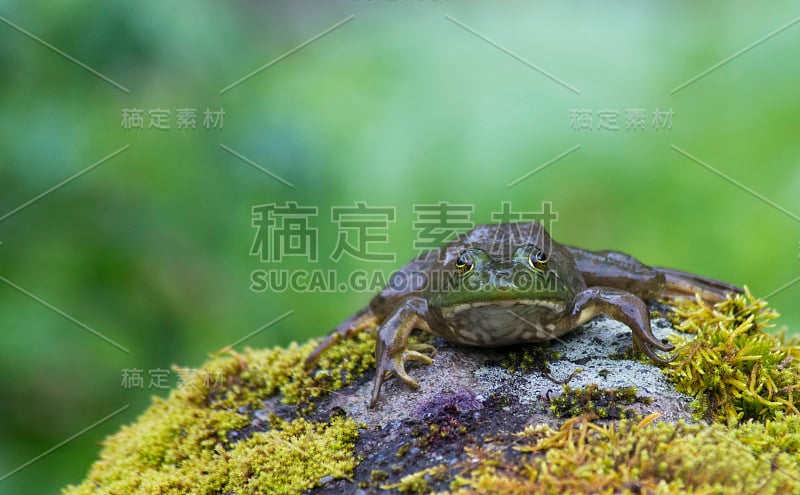 一只绿色的青蛙躺在长满青苔的岩石上，面对着镜头。