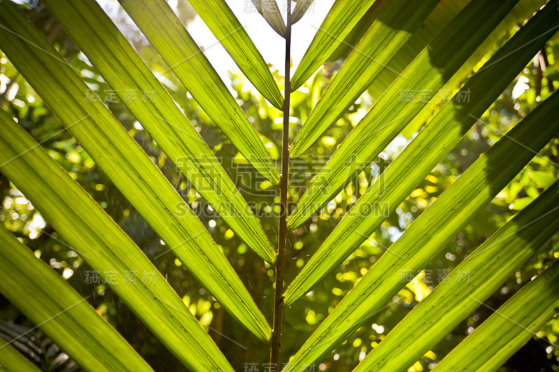 热带昆士兰的一片棕榈树叶