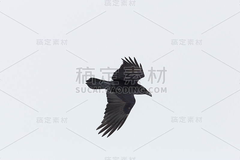 北方乌鸦(corvus corax)在飞行中的肖像，白色背景