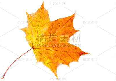 秋天的枫叶