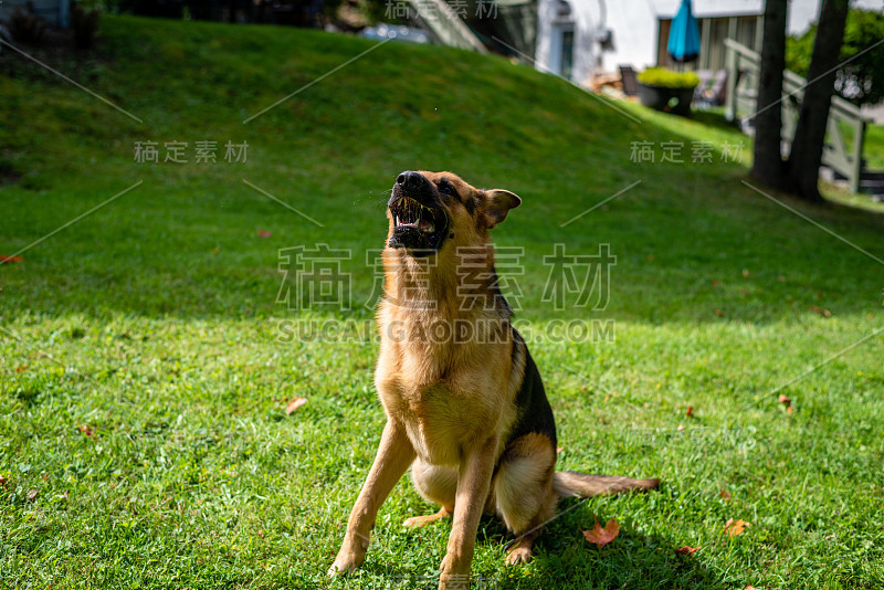 德国牧羊犬，训练活动