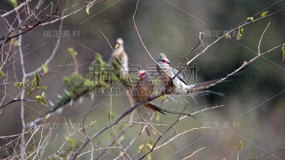 红脸鼠鸟在树上