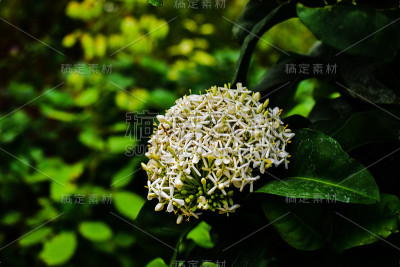 茉莉花