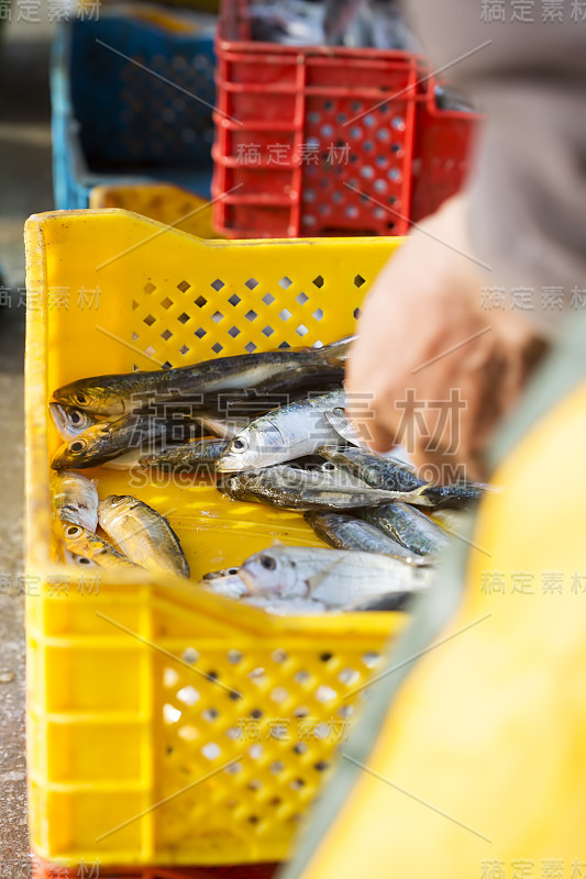 摩洛哥，Essaouira，在塑料容器中放置沙丁鱼的搬运工