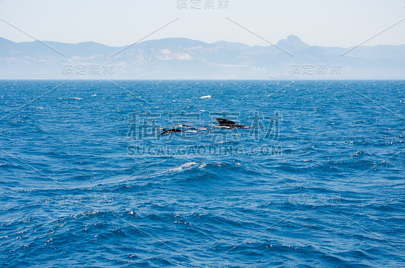 海豚在海里。